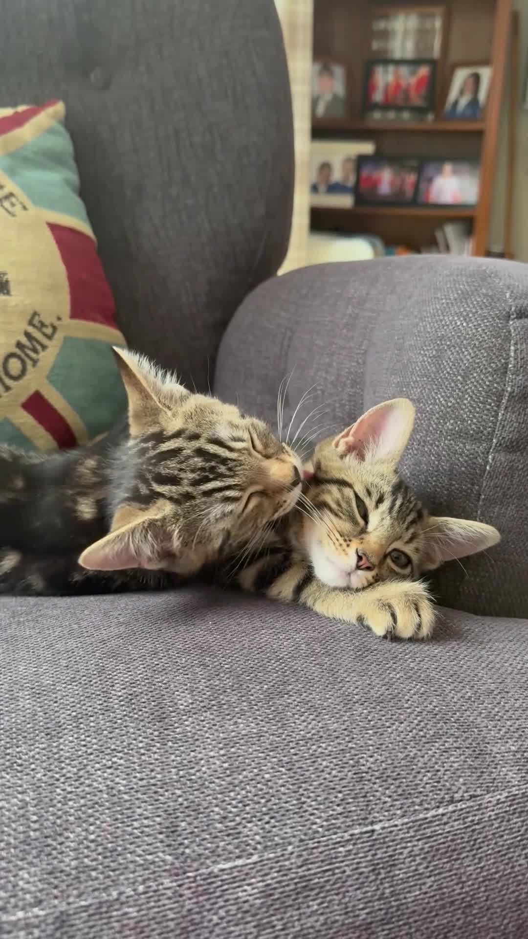 Mixed Breed cats for sale: Gorgeous Tabby Kittens - Video 1