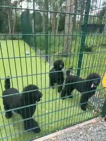 Standard Poodle dogs for sale: Black Standard Poodles in Chelmsford - Video 1