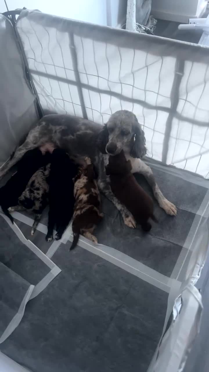 Sproodle dogs for sale: STUNNING F2 MERLE SPROODLES - Video 3