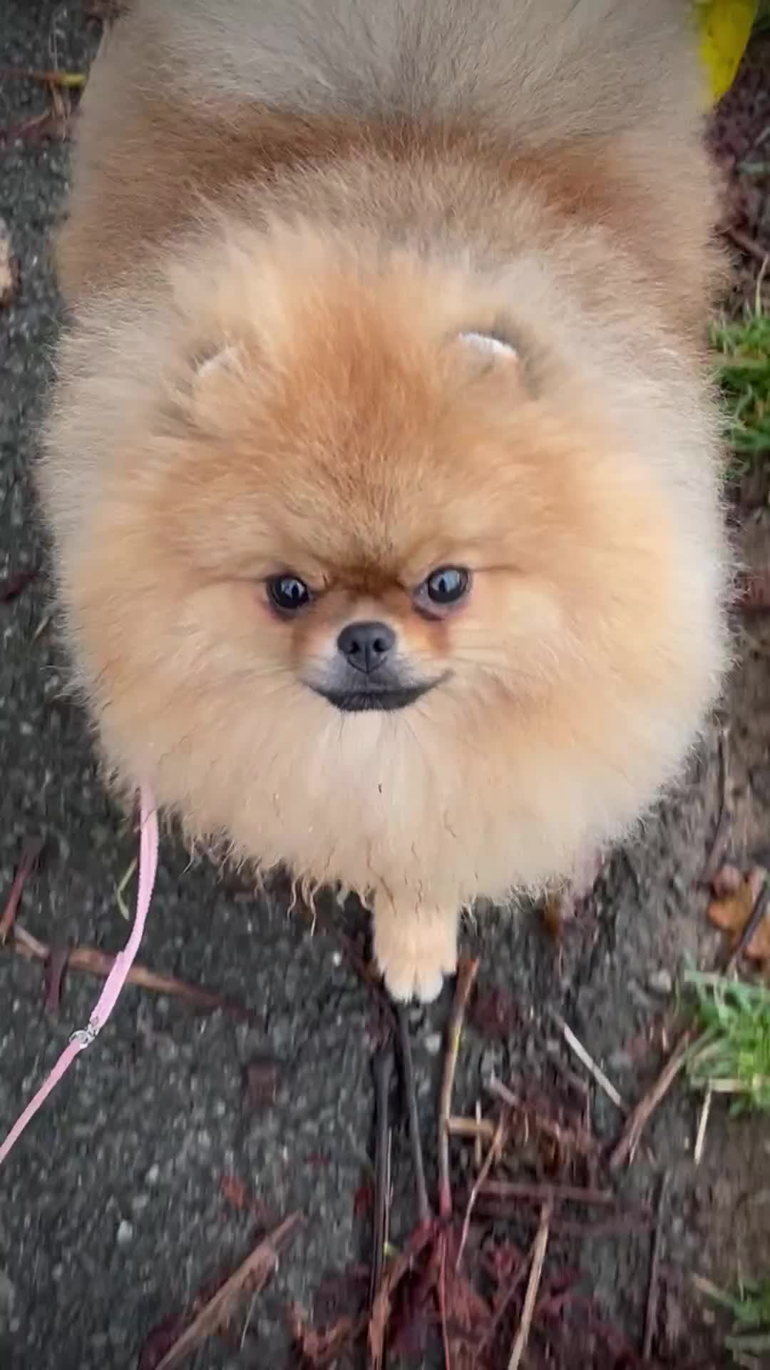 Pomeranian dogs for sale: Beautiful Pomeranian male for forever home  - Video 1