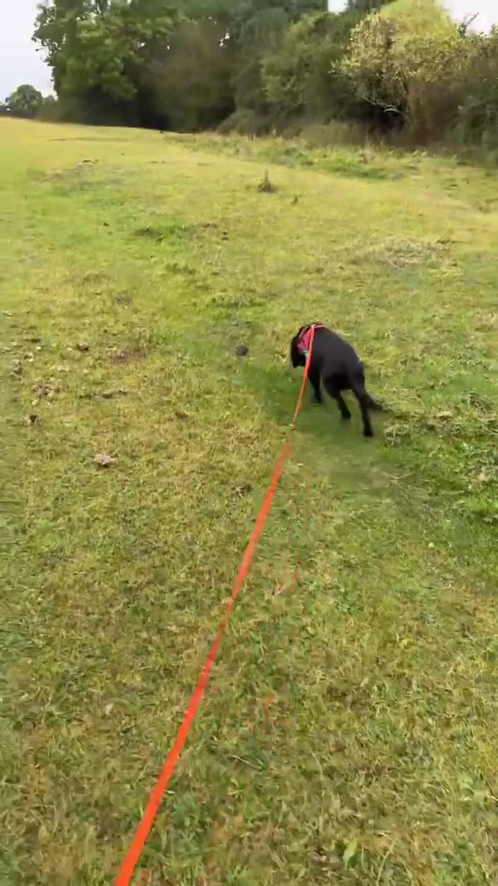 Sprocker dogs for sale: Male 2 year old sprocker  - Video 3