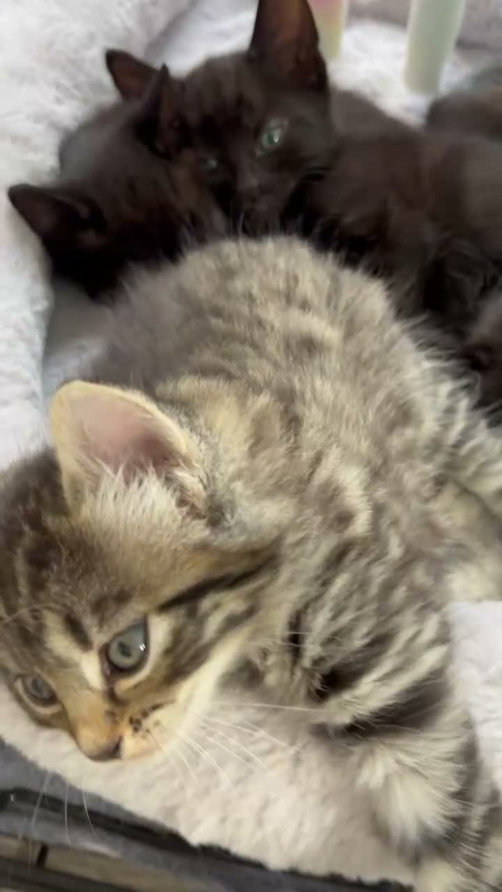 Mixed Breed cats for sale: Adorable Kittens! - Video 1