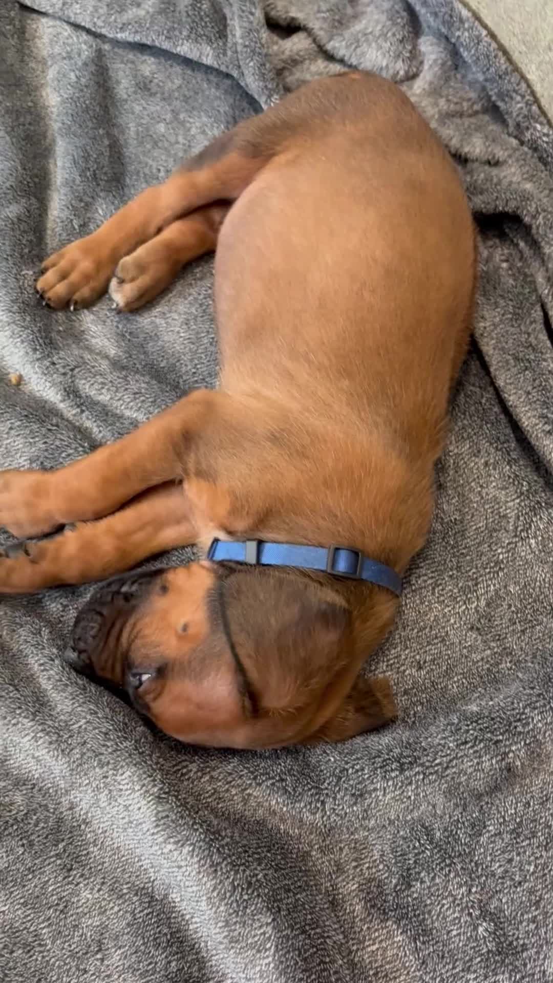 Rhodesian Ridgeback dogs for sale: Rhodesian Ridgeback puppies in Walsall - Video 1