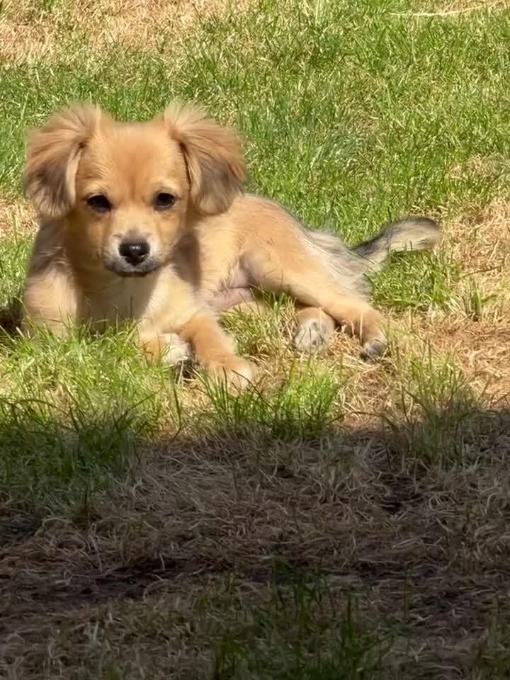 Chihuahua dogs for sale: 4 month old chihuahua in Leeds - Video 1