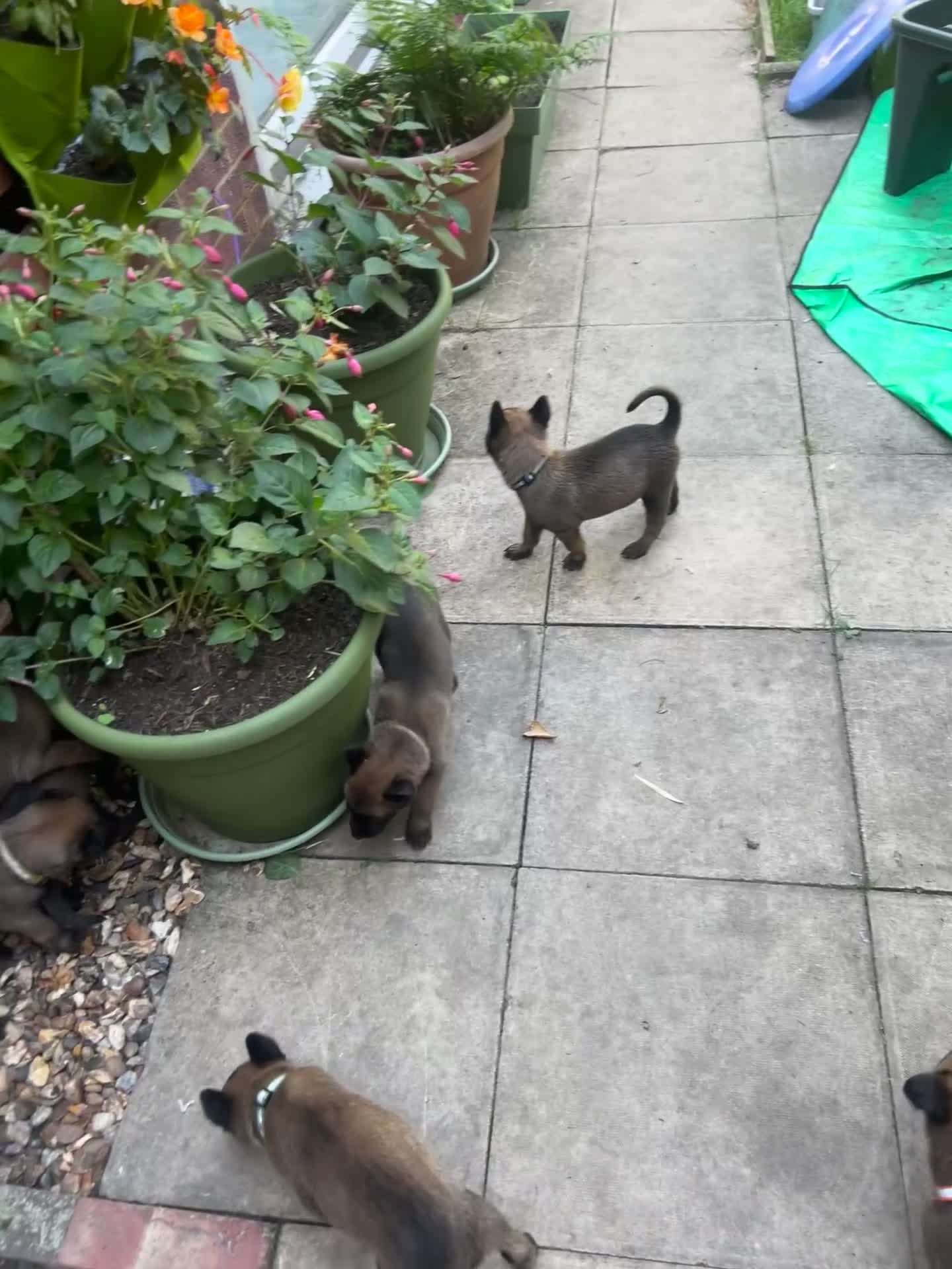 Belgian Shepherd Dog dogs for sale: 🐶Belgian Malinois Shepherd🐶 working dogs in Esher - Video 1