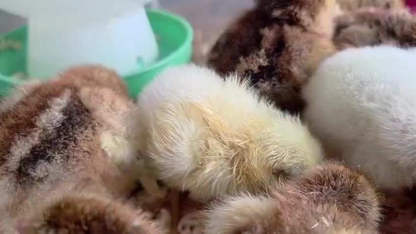 Chickens poultry for sale: Pure Breed Brahma & Bresse Chicken Chicks - Video 1