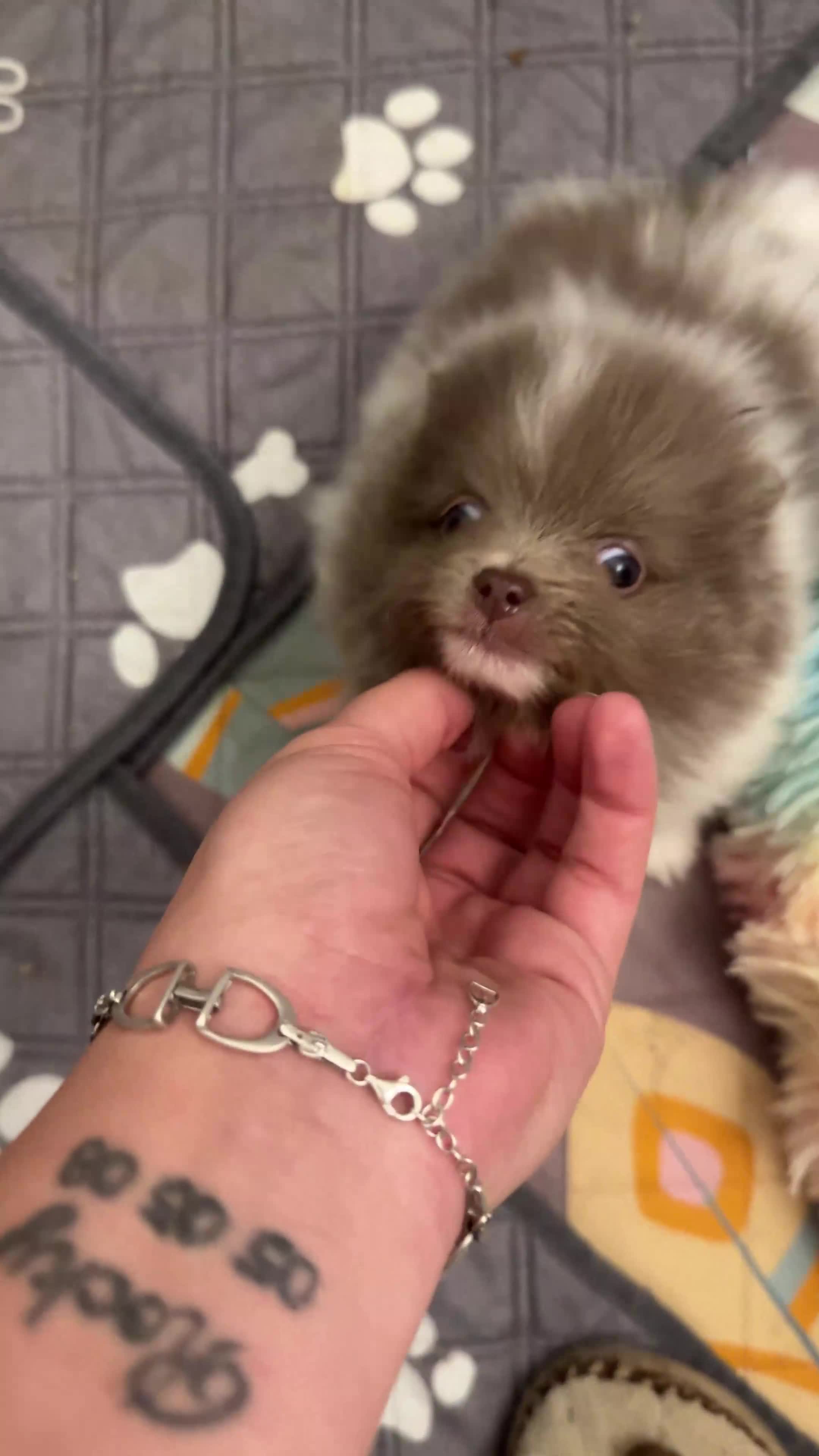 Pomeranian dogs for sale: Kc reg champion Russian bloodline Pomeranian - Video 2