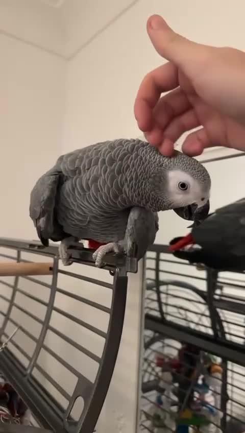 Parrots birds for sale: Hand reared 1 year old African grey  - Video 2