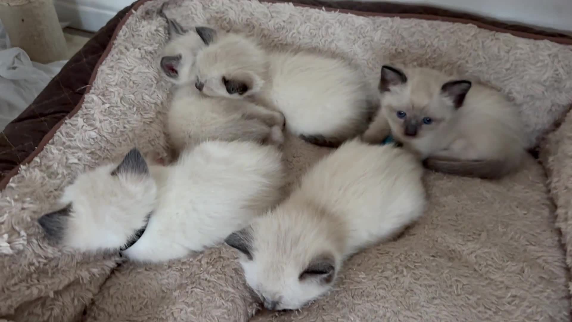 Siamese cats for sale: 4 Beautiful female siamese kittens available - Video 1