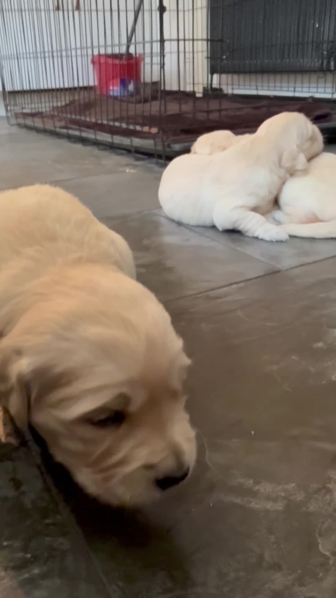 Golden Retriever dogs for sale: KC Registered Golden Retriever puppies.  - Video 5