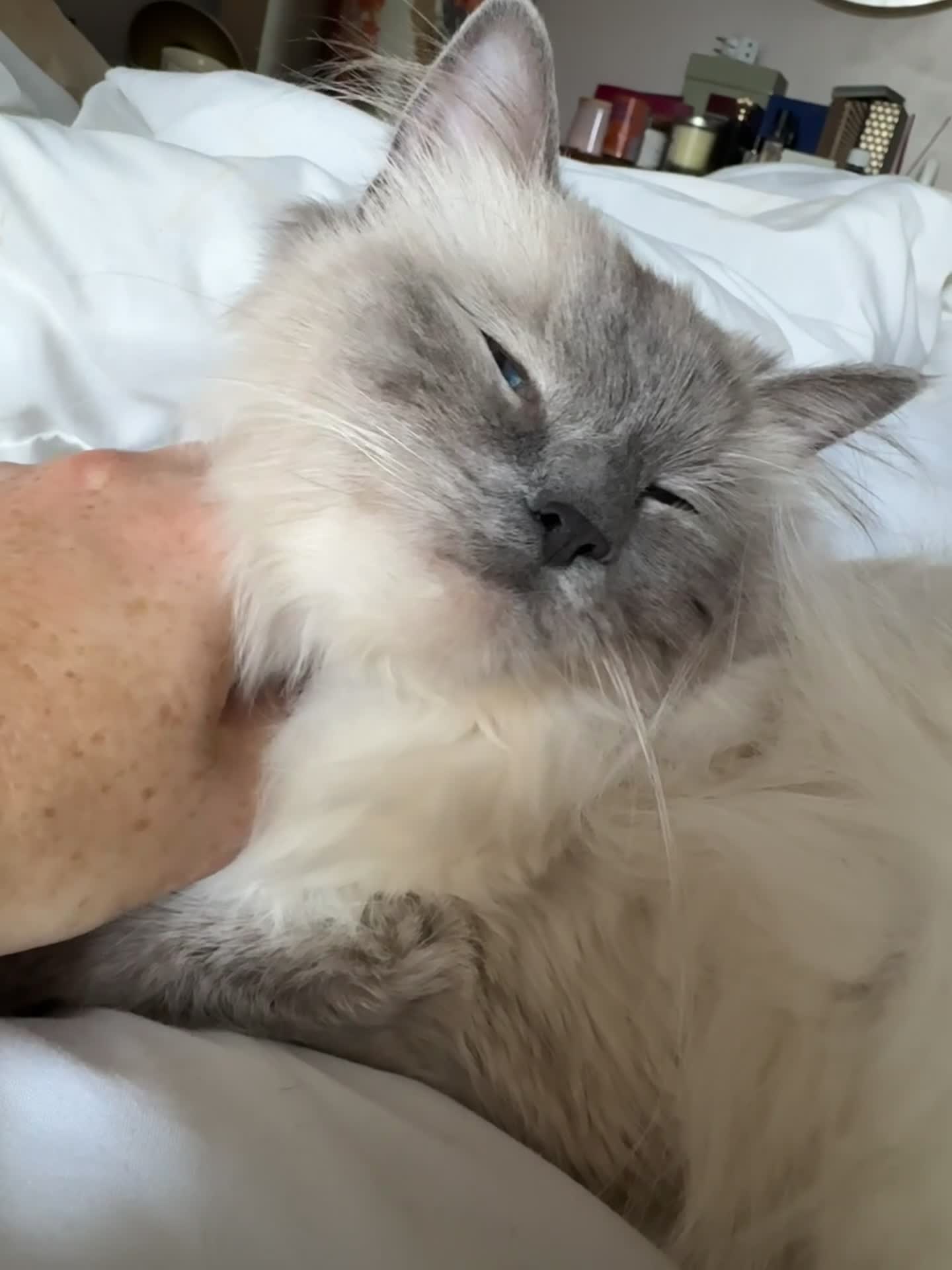 Ragdoll cats for sale: 5 pedigree ragdoll kittens, 3 available, 2 sold  - Video 1