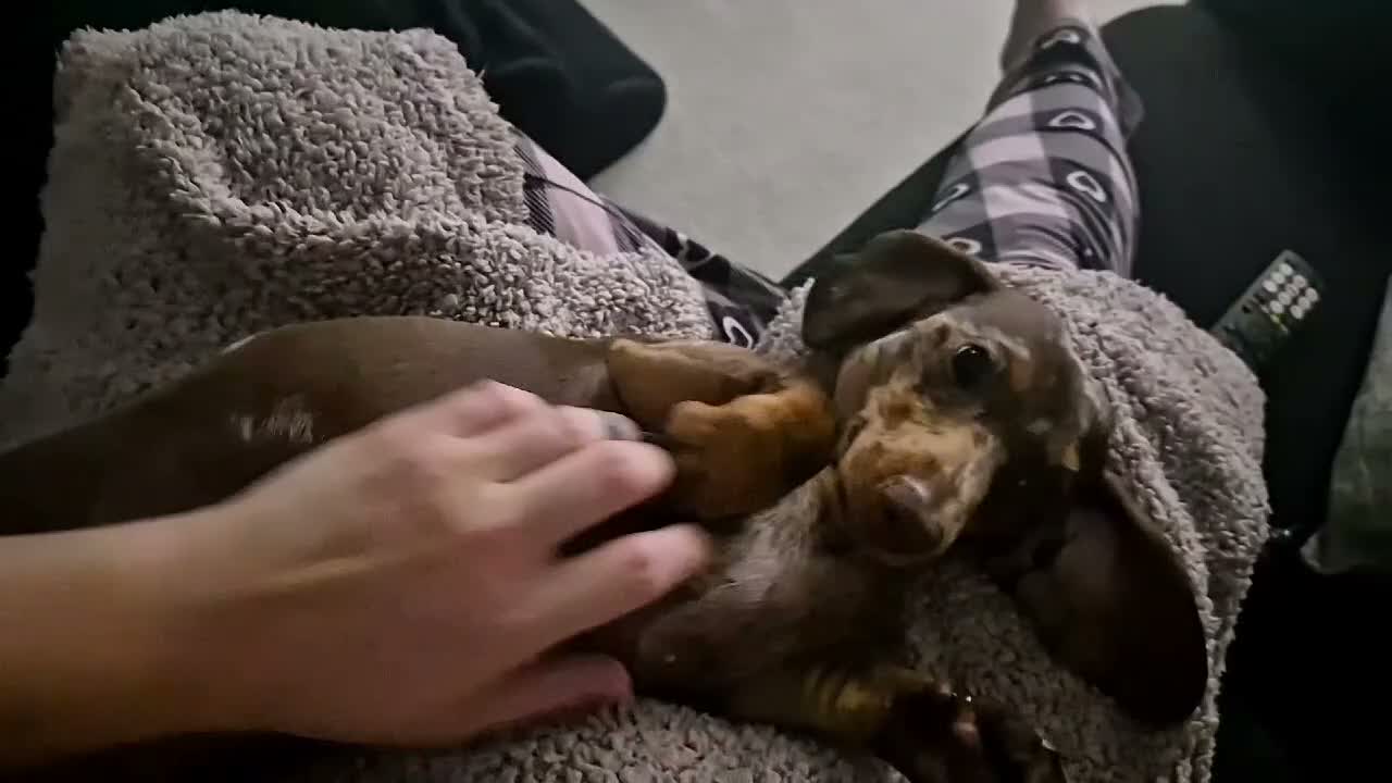Miniature Dachshund dogs for sale: Loving forever home for Molly - Video 1