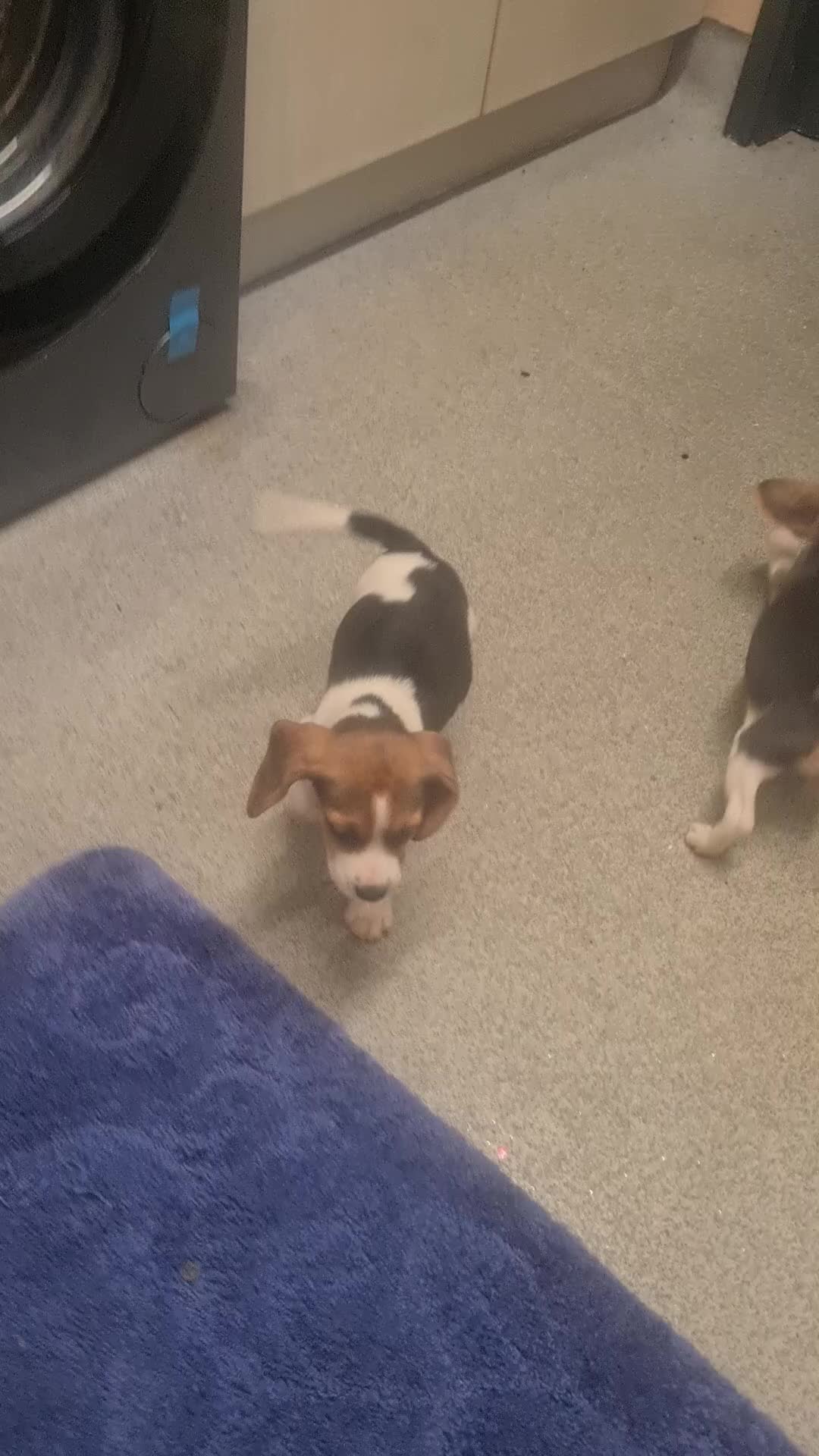 Beagle dogs for sale: 1 beagle puppie available  - Video 1
