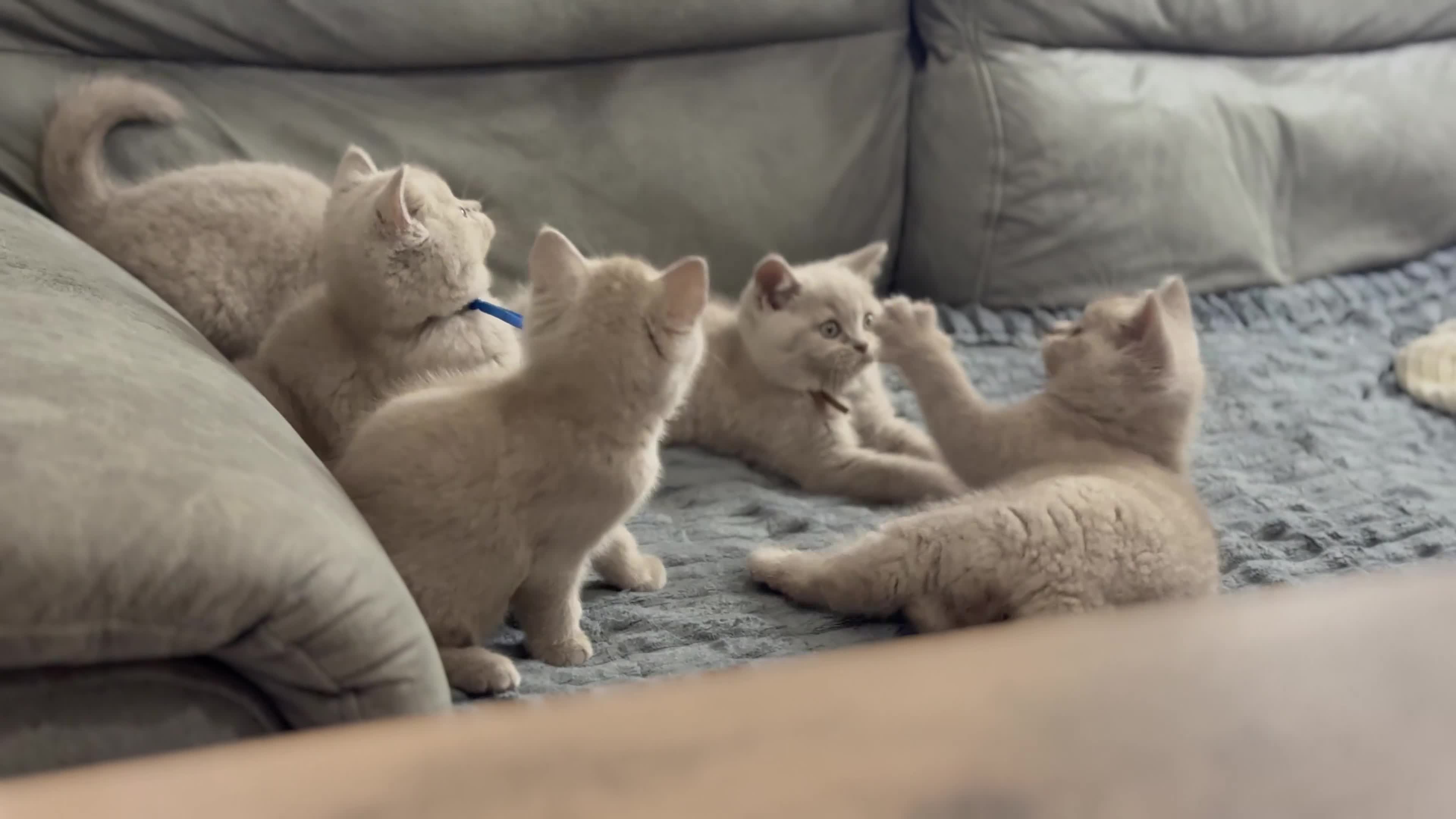 British Shorthair cats for sale: no deposit! VERY CUDDLY/LAP 100% Pure CHAMPIONS - Video 3