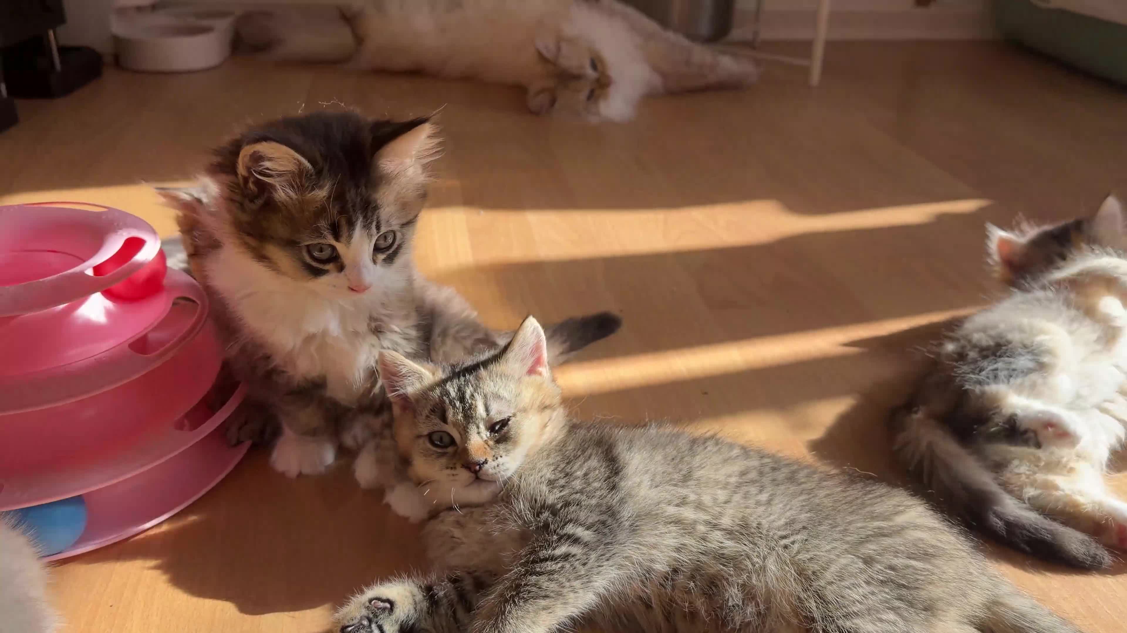 British Longhair cats for sale: Looking for a lovely home!!!!! READY TO COLLECT  - Video 2
