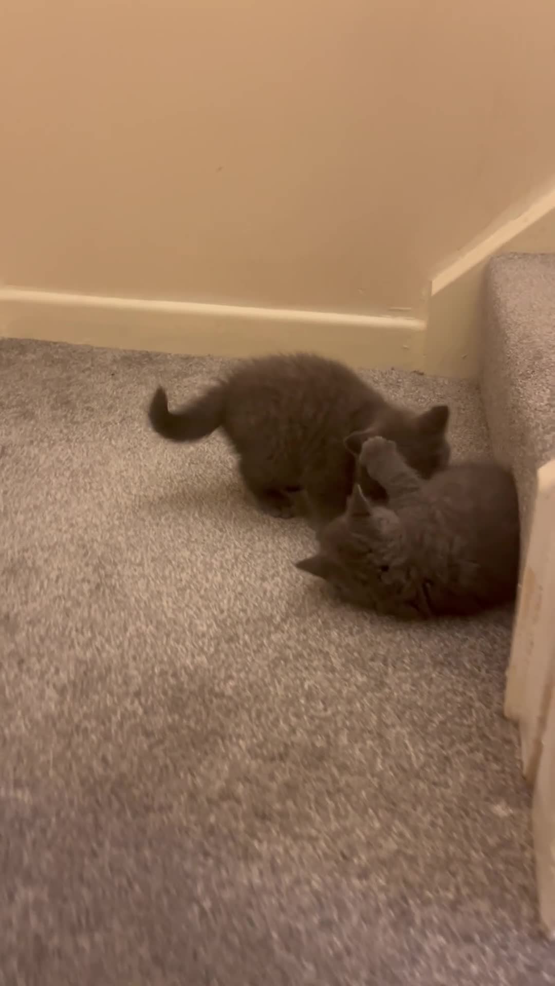 British Shorthair cats for sale: British shorthair Boys  - Video 2