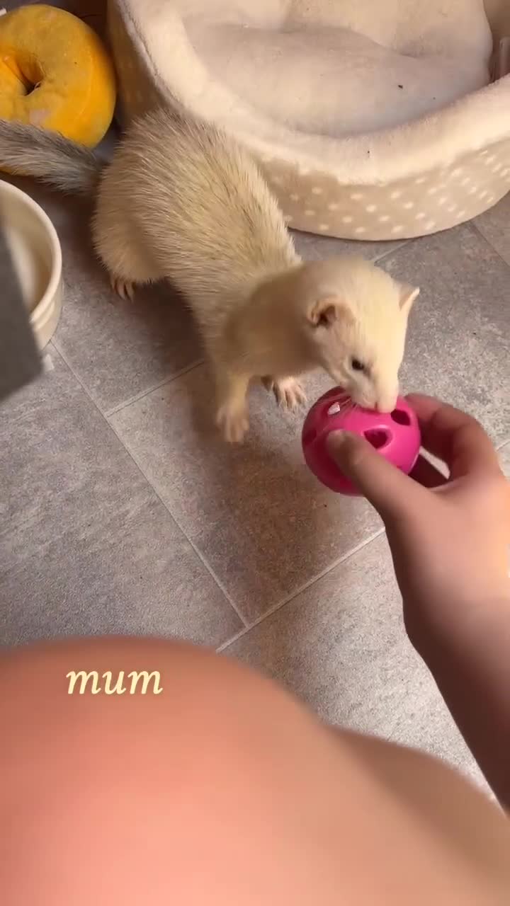 Ferret rodents for sale: semi-angora kits ready July 2026 - Video 2