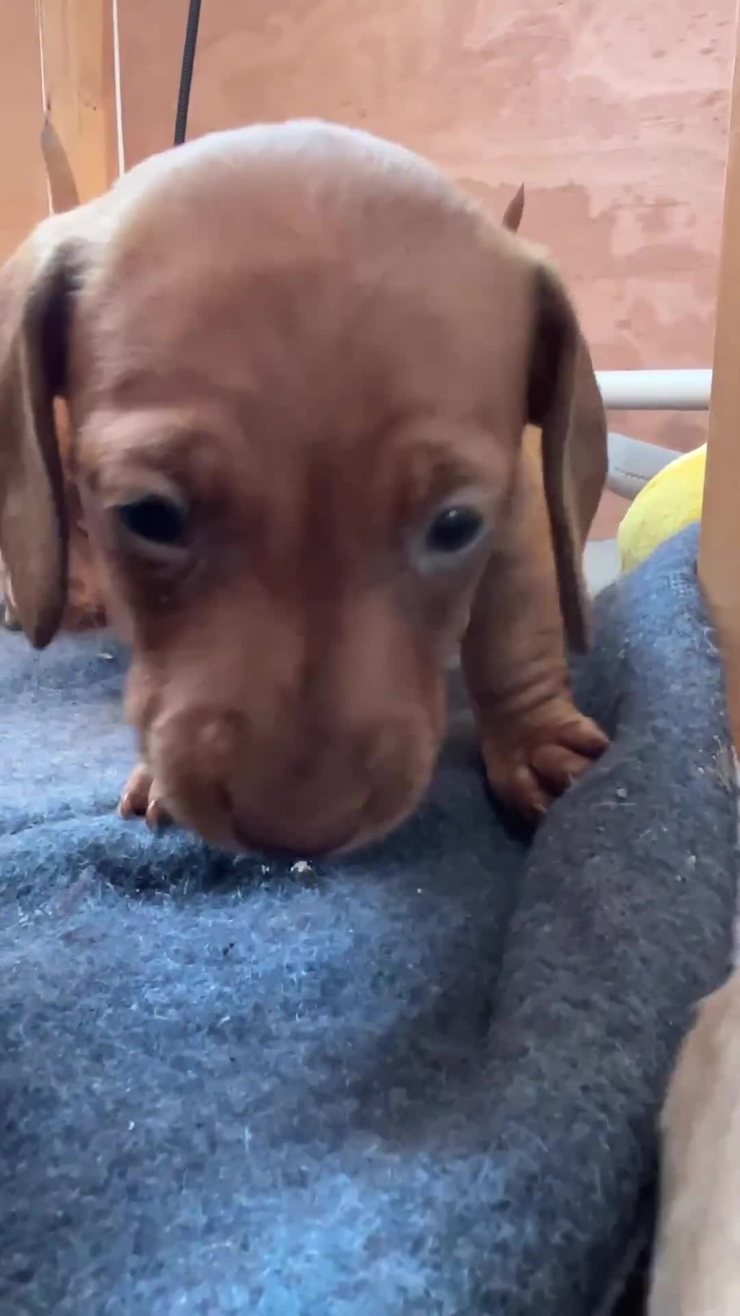 Miniature Dachshund dogs for sale: Miniature dachshund puppies - Ready Now!   - Video 2
