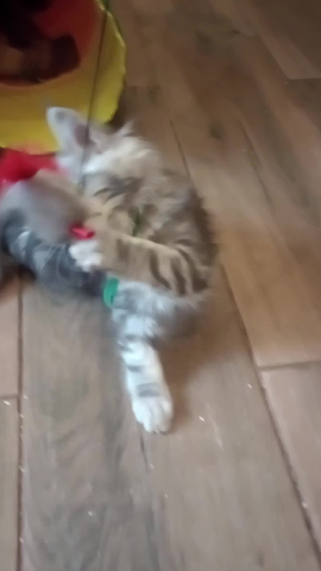 Maine Coon cats for sale: Maine coon purebred pedigre xl in Barnsley - Video 1