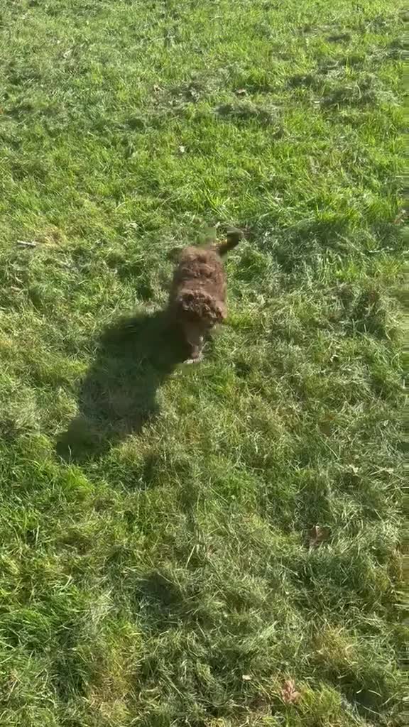 Miniature Poodle dogs for sale: Unique Toy X Miniature Poodles - Video 1