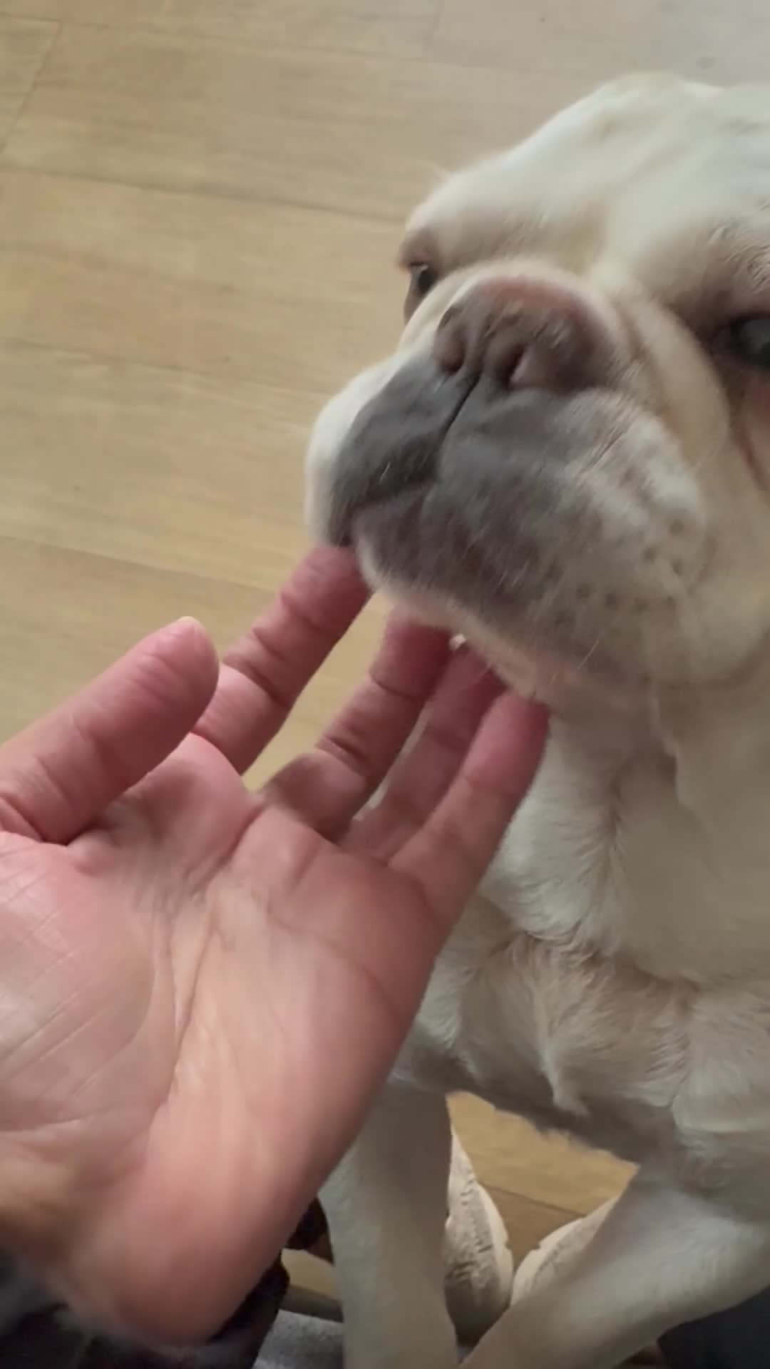 French Bulldog dogs for sale: £350, Platinum Cream Fawn Female - Video 1