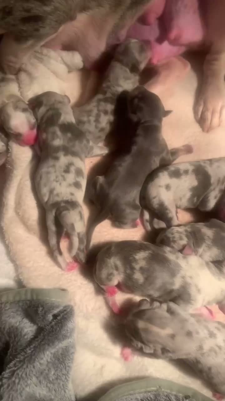 American Bully dogs for sale: Pocket bully - Video 1
