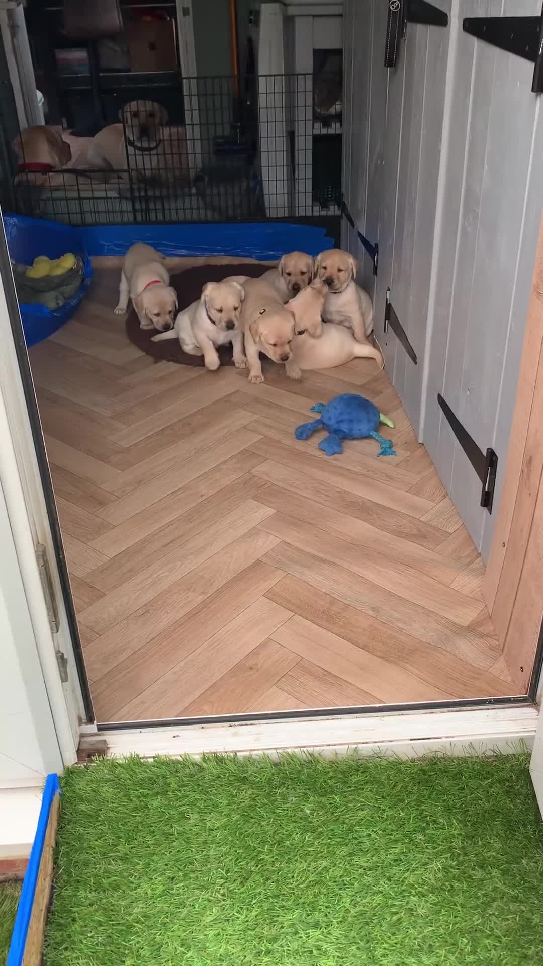 Labrador Retriever dogs for sale: Labrador puppies for sale in Scunthorpe - Video 4