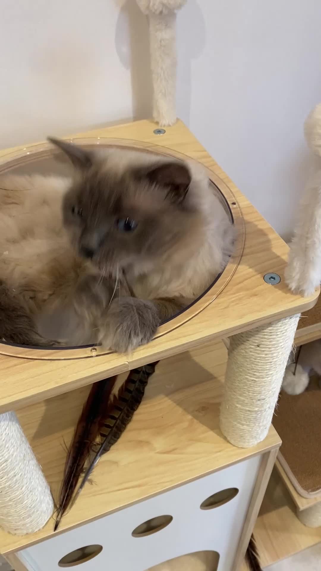 Ragdoll cats for sale: GCCF registered male ragdoll cat  - Video 1