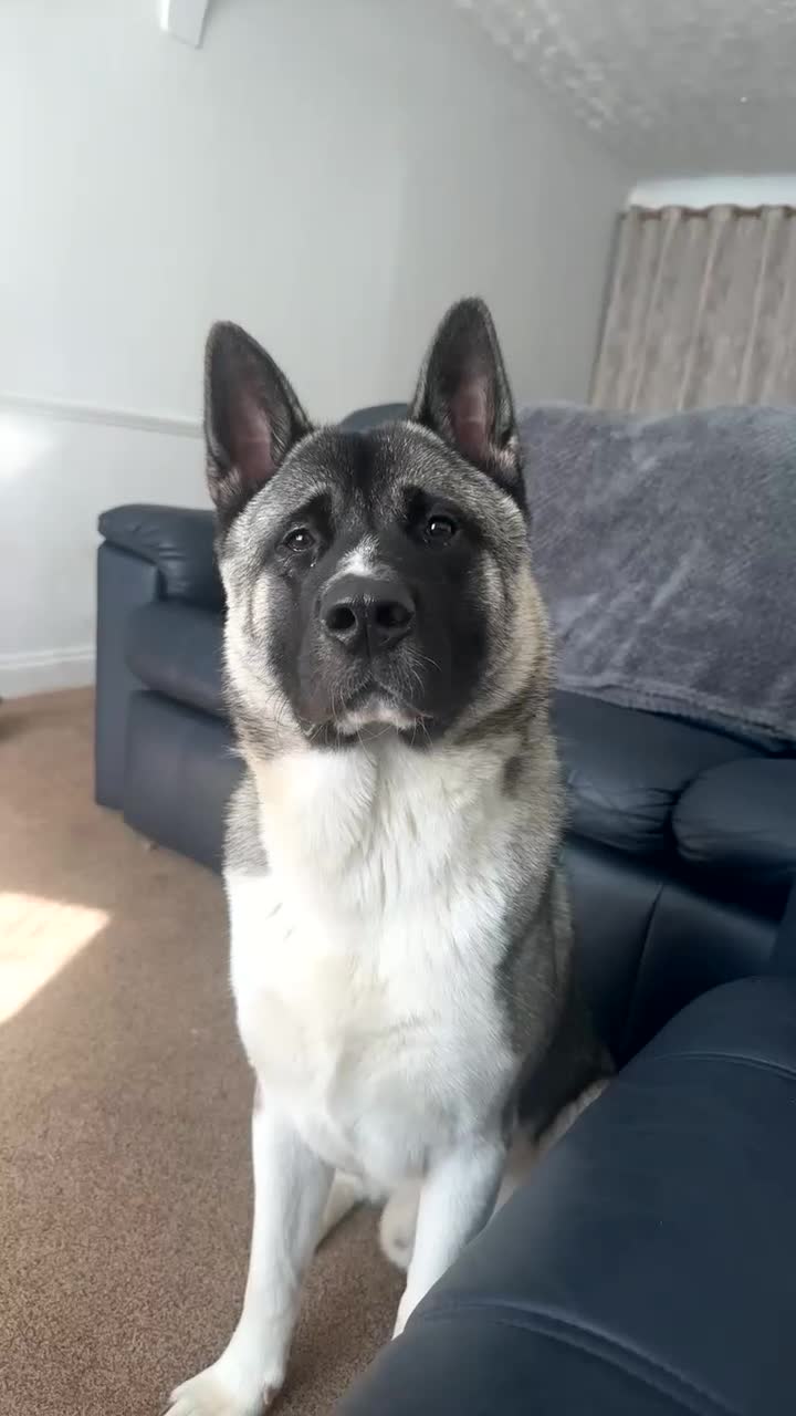 Akita dogs for sale: Male American Akita   in Clacton-on-Sea - Video 1