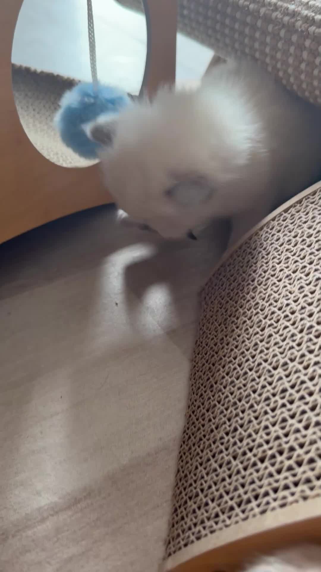 Ragdoll cats for sale: Beautiful Ragdoll 5 kittens  in Cwmbran - Video 2
