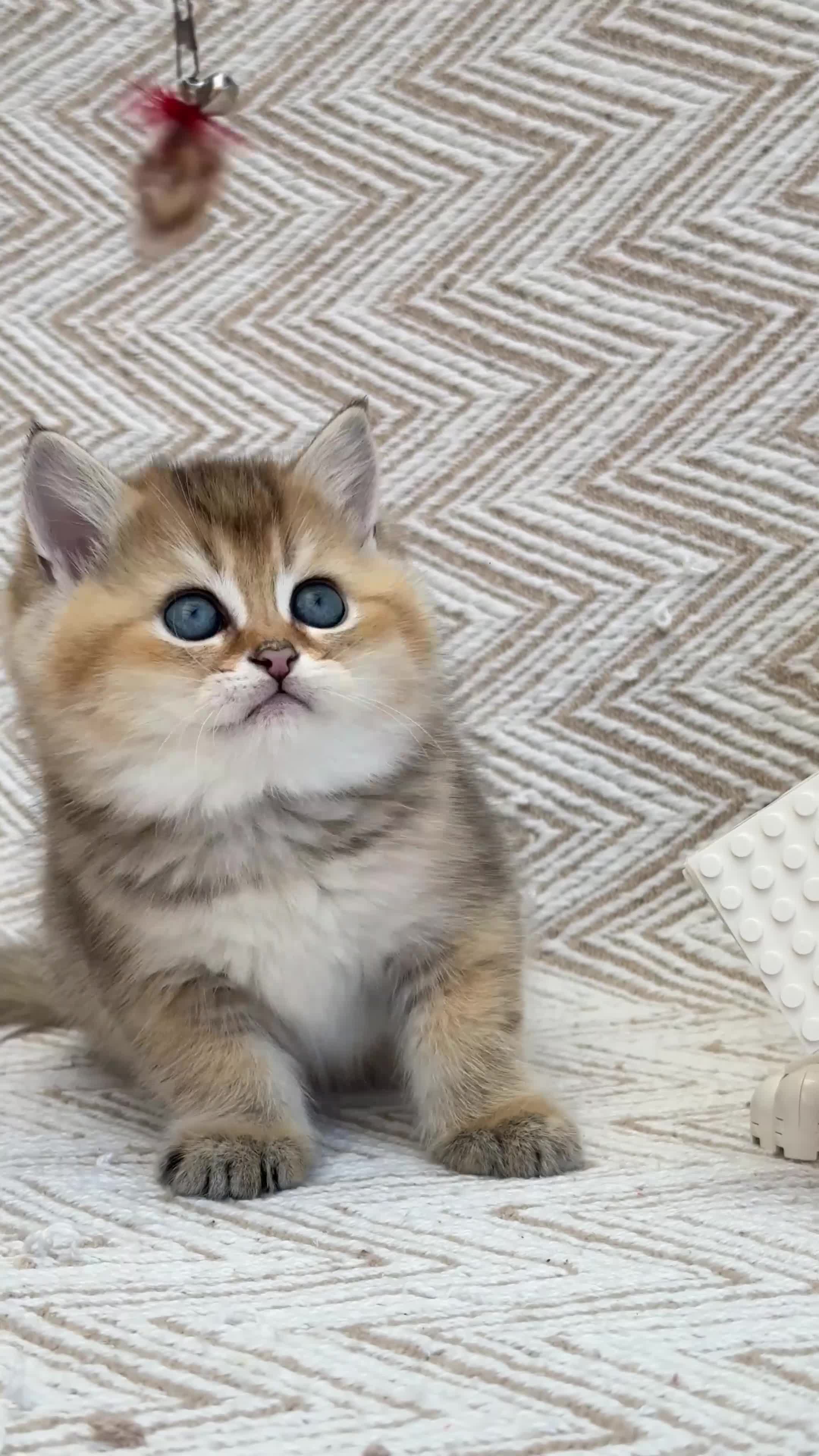 British Shorthair cats for sale: 💙British shorthair kittens available  - Video 2