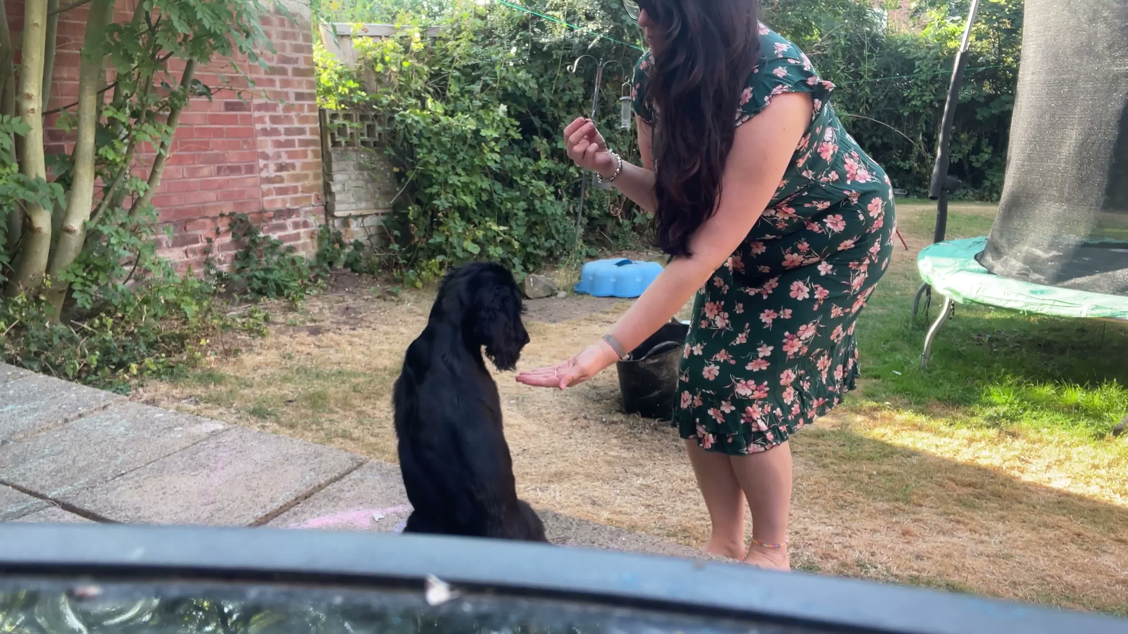 Cocker Spaniel dogs for sale: Six month old cocker spaniel  - Video 1