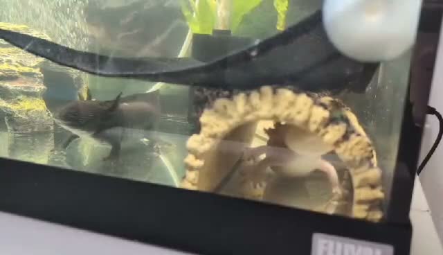 Axolotl reptiles for sale: Male Axolotls  in Manchester - Video 1