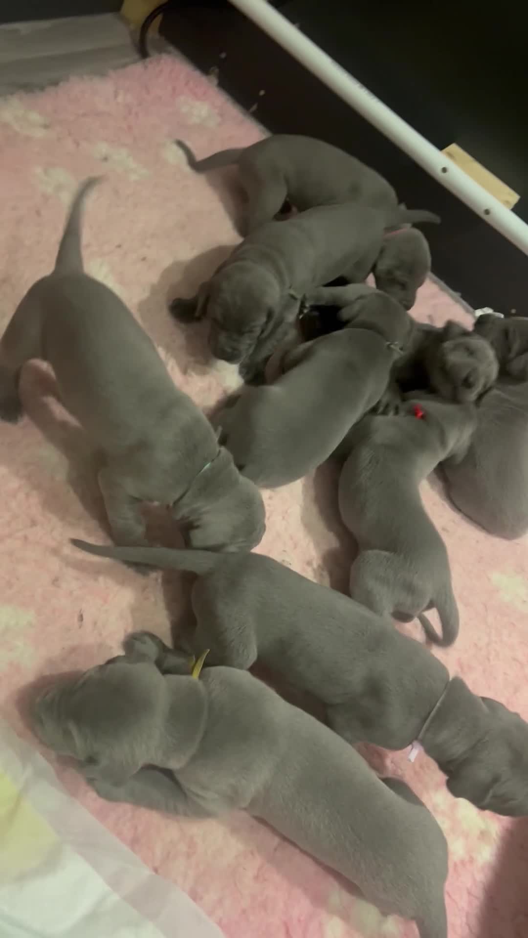 Great Dane dogs for sale: Solid Blue Great Dane Pups - Video 1
