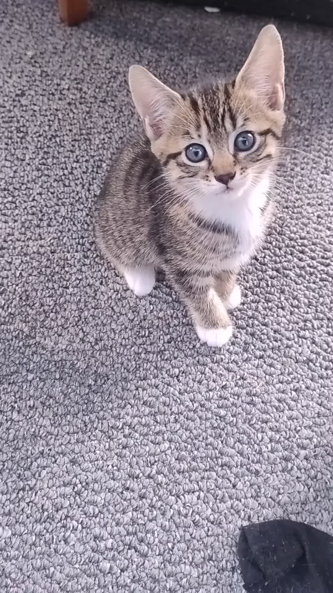 Mixed Breed cats for sale: Stunning Torbie girl ready to leave now  - Video 1