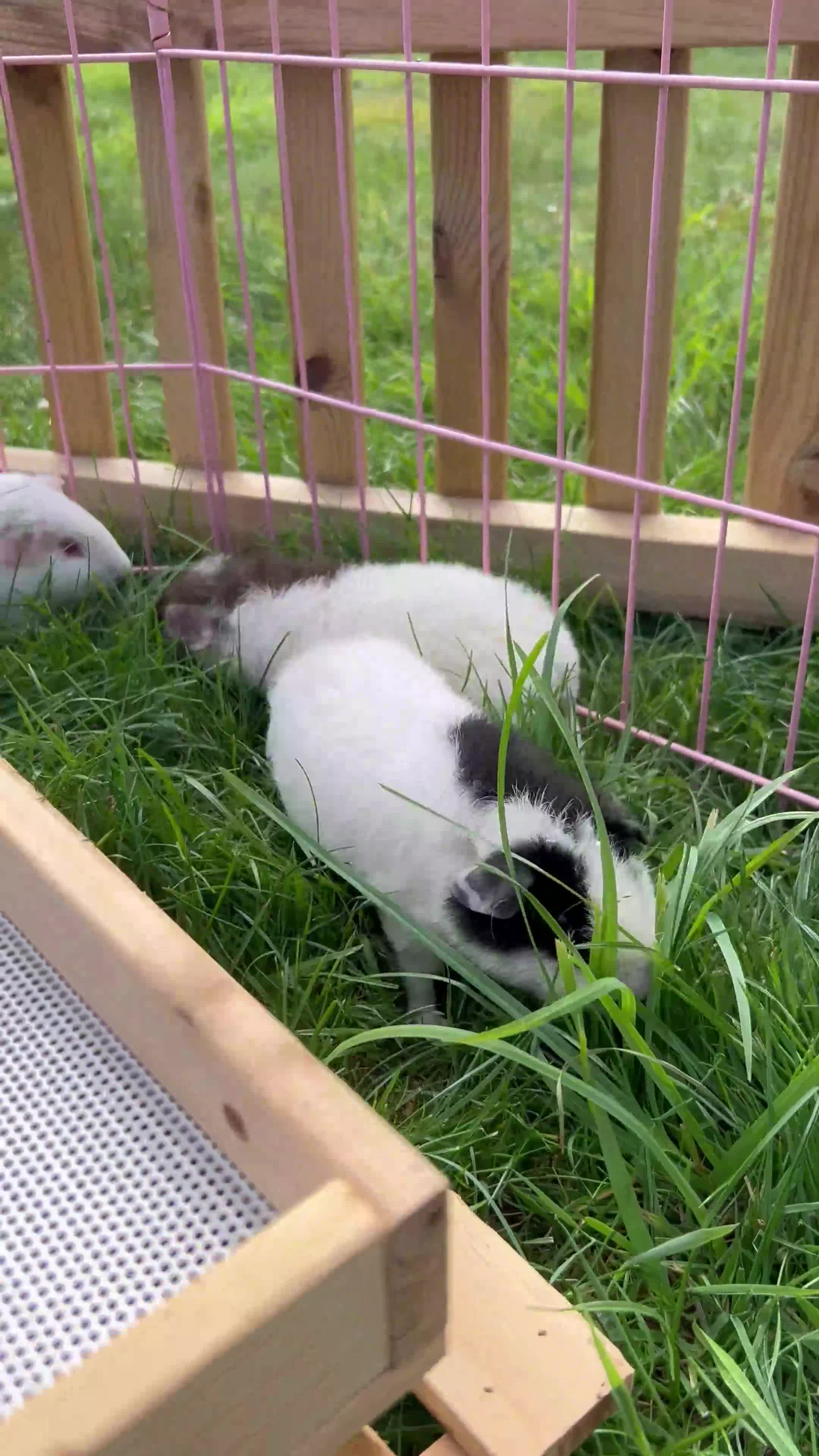 Guinea Pig rodents for sale: Pure teddy bear and other baby guinea pigs - Video 1