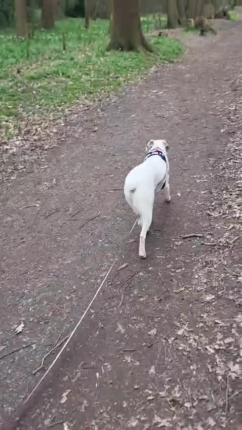 Mixed Breed dogs for adoption: ❤️PLIAMKA❤️She Is Everything You Could Hope For in Folkestone - Video 2