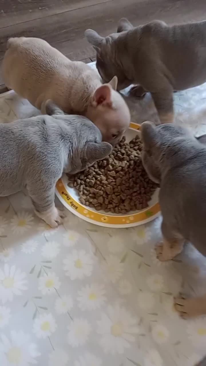 French Bulldog dogs for sale: £1250 KC Registered Quality Pups Ready To Go 30/08 - Video 1