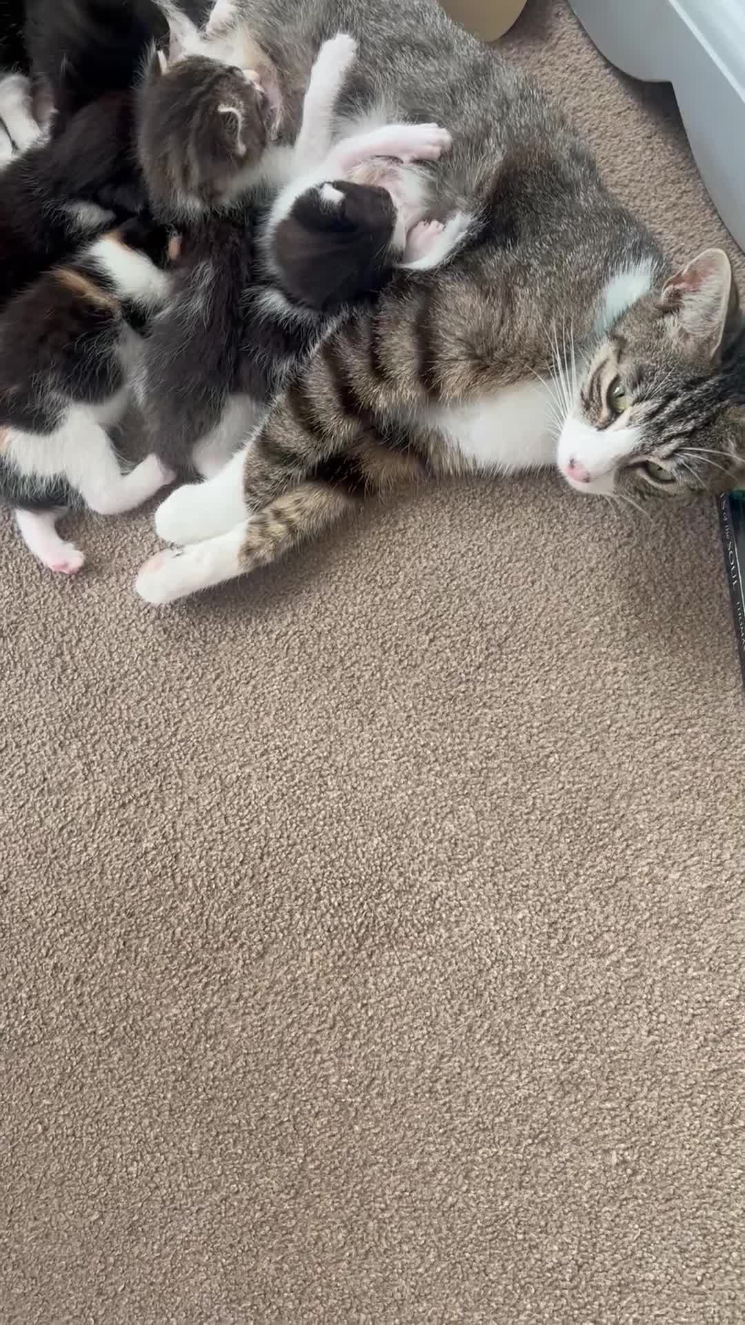 Mixed Breed cats for sale: CLEMMIE’S CUTIES  - Video 1