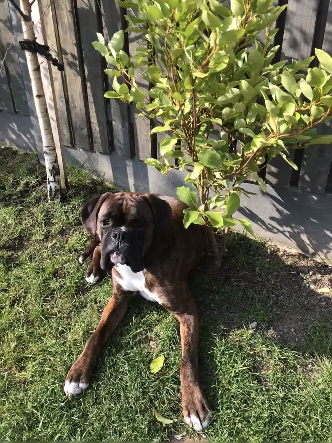 Boxer dogs for stud: Bessbox show standard boxer - Video 1