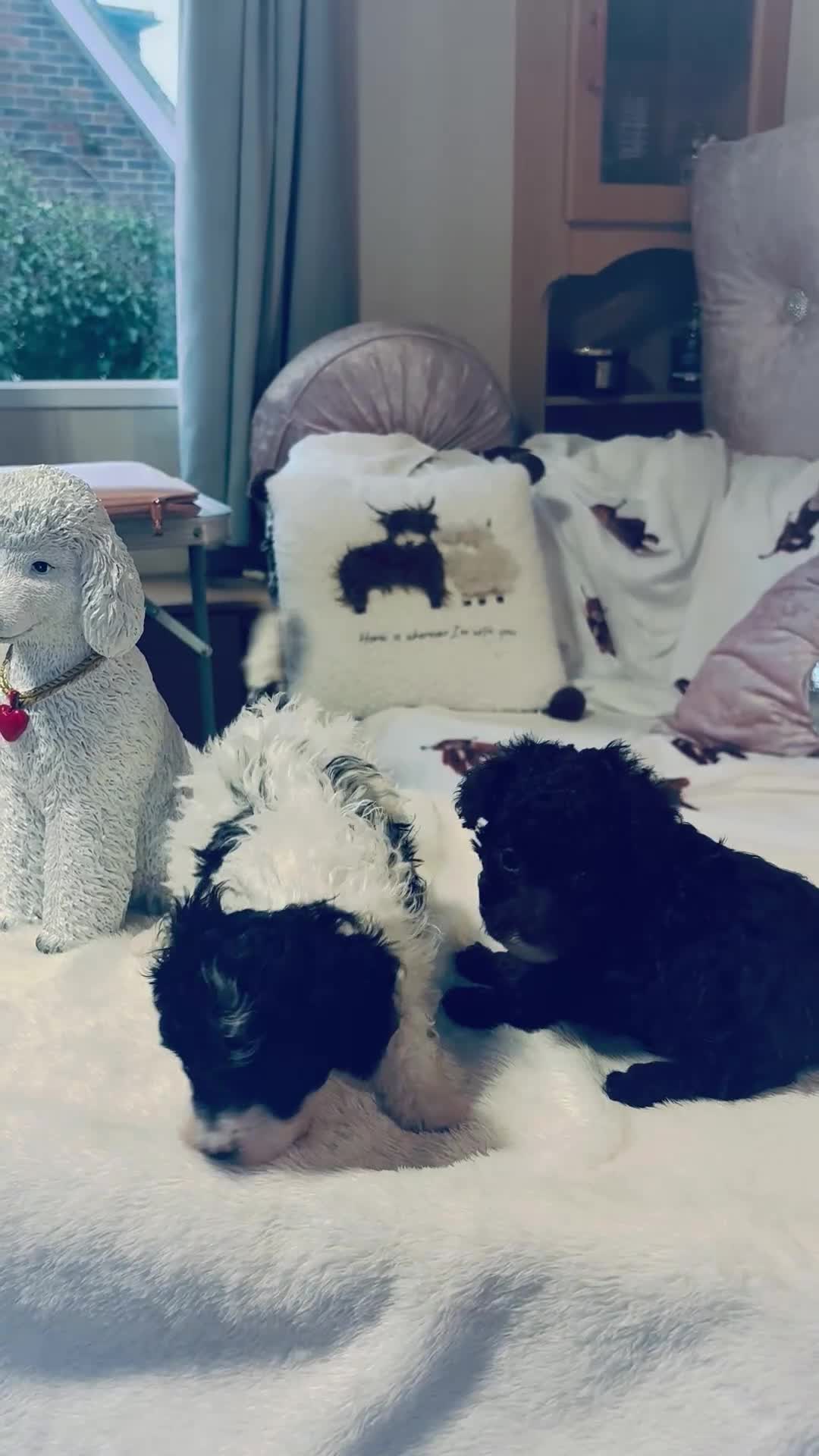 Toy Poodle dogs for sale: Miniature Poodle Puppies READY SOON - Video 1