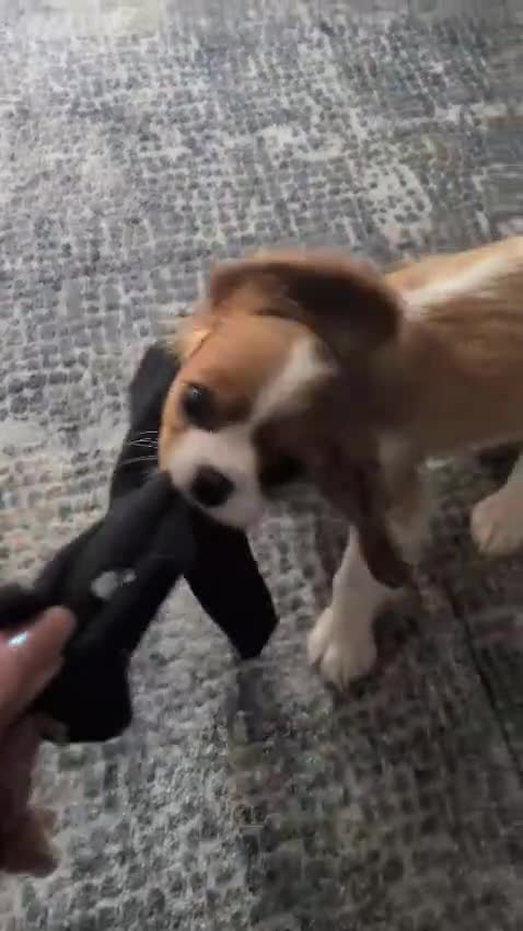 Cavalier King Charles Spaniel dogs for sale: Rehoming king charles girl puppy - Video 2