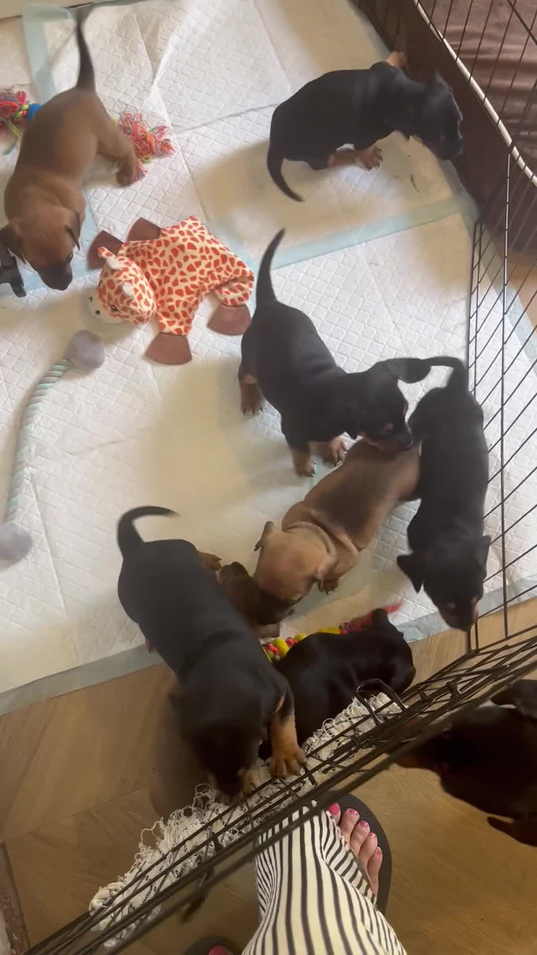 Mixed Breed dogs for sale: Miniature Dachshund cross puppies  - Video 2