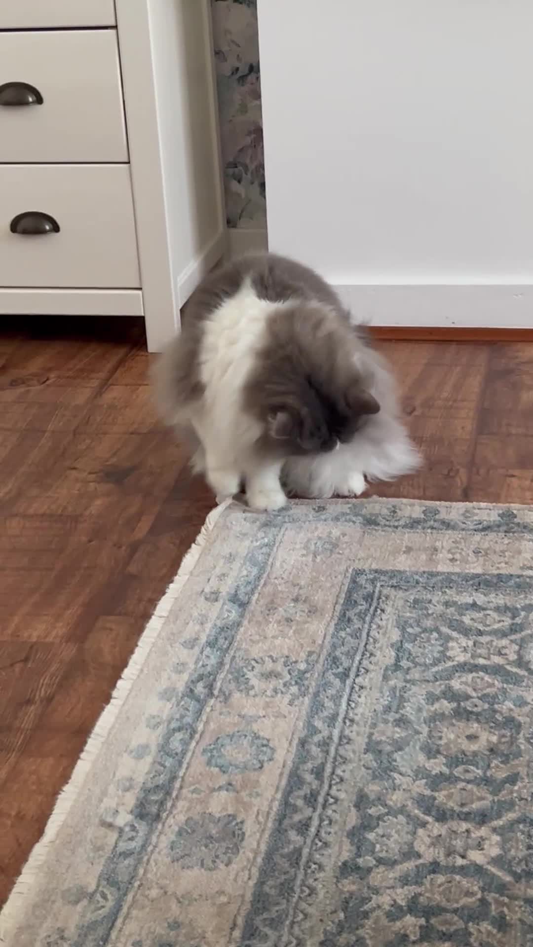 Mixed Breed cats for sale: Benji - Video 1