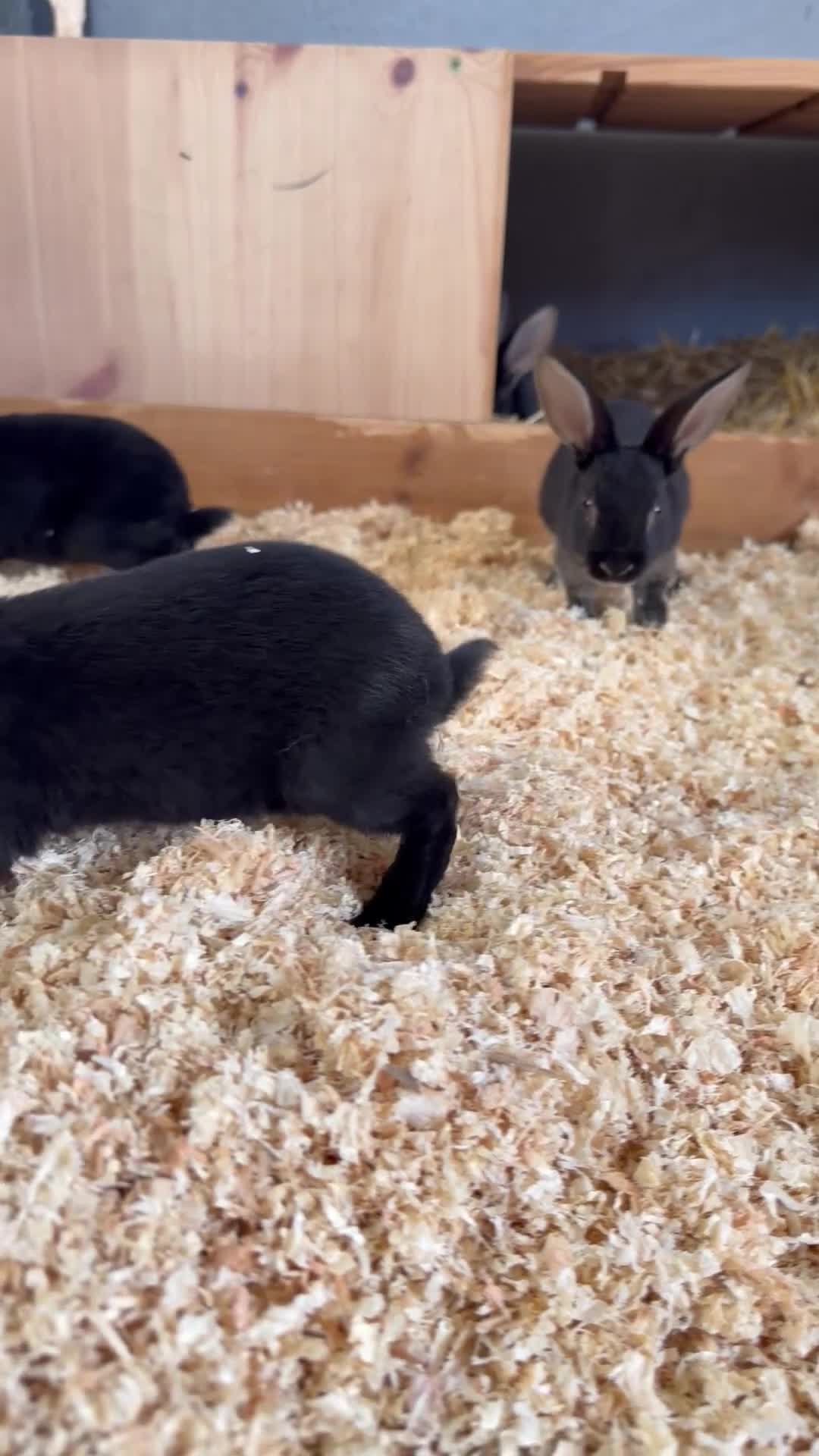 Rex rabbits for sale: Rex rabbits  - Video 1