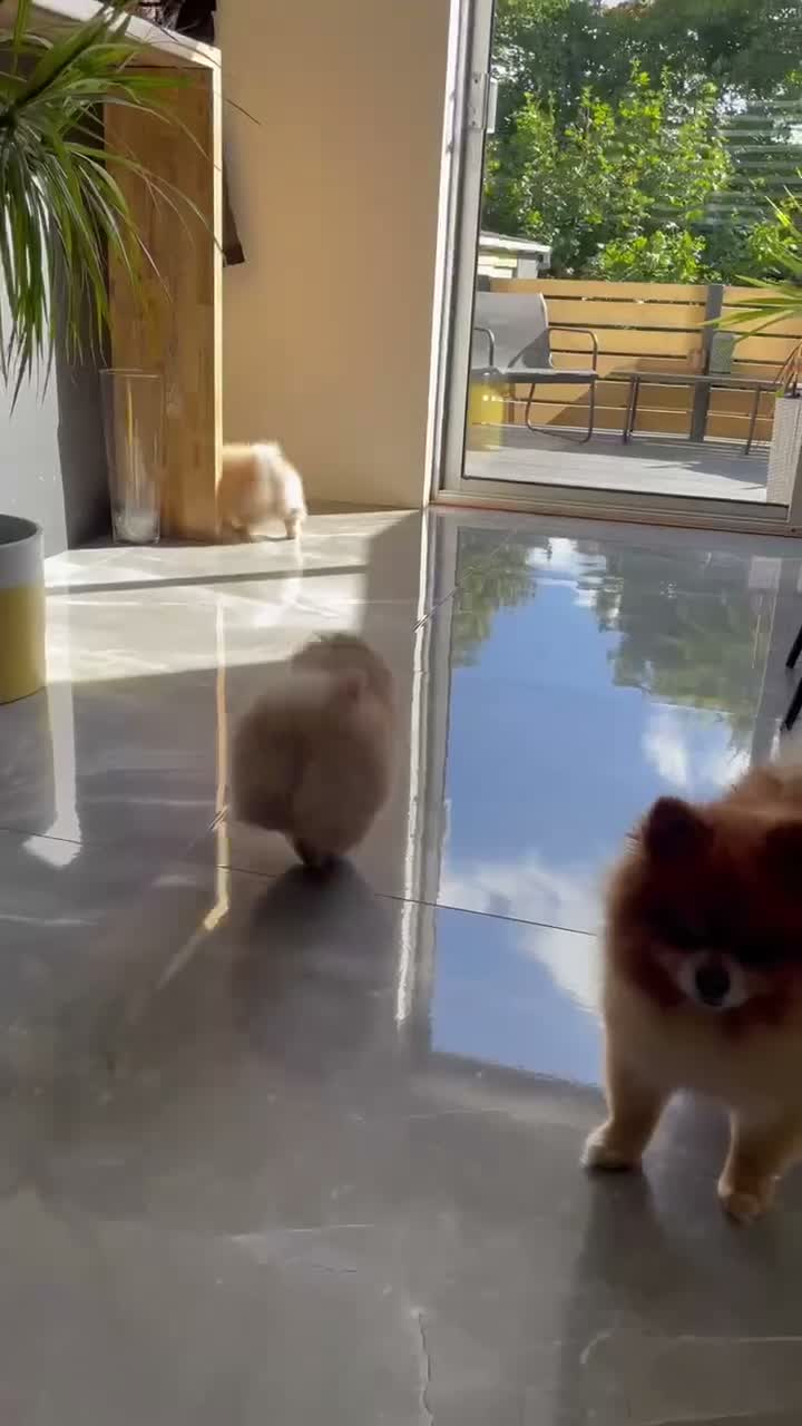 Pomeranian dogs for sale: Pomeranian puppies for sale - Video 1