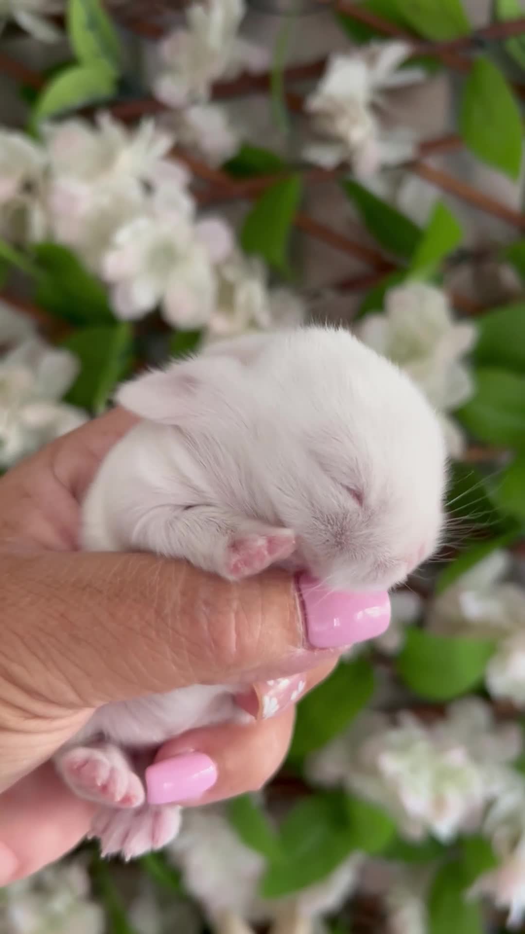 Mini Lop rabbits for sale: Gorgeous Mini Lop Babies looking for loving homes. - Video 2