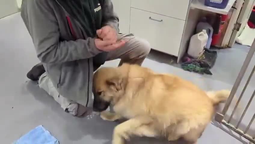 Mixed Breed dogs for adoption: PAUL  in Ashbourne - Video 3