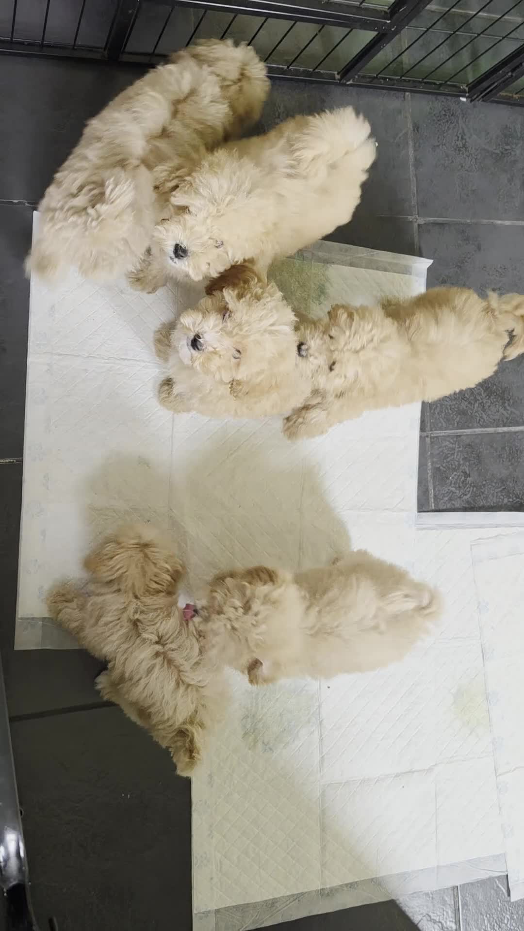 Poochon dogs for sale: Boys 850 , Girls 1050  - Video 1