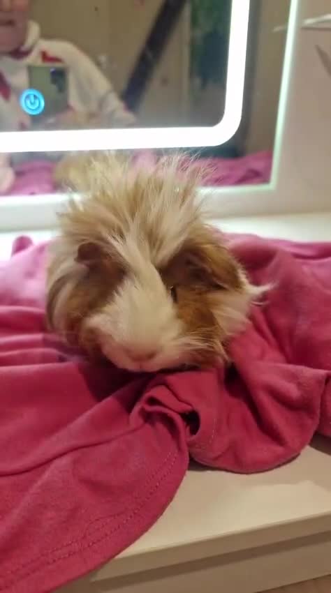 Guinea Pig rodents for sale: Elegant male guinea  - Video 1